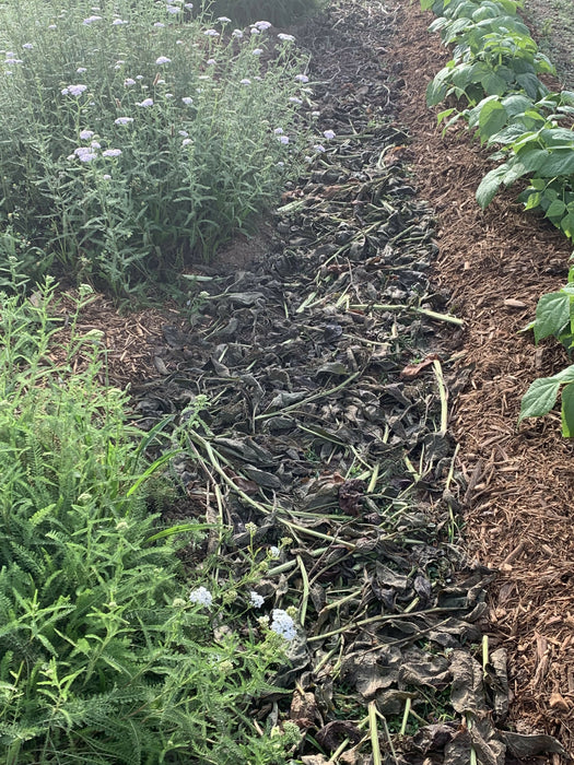 YarrowGrow