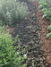 YarrowGrow