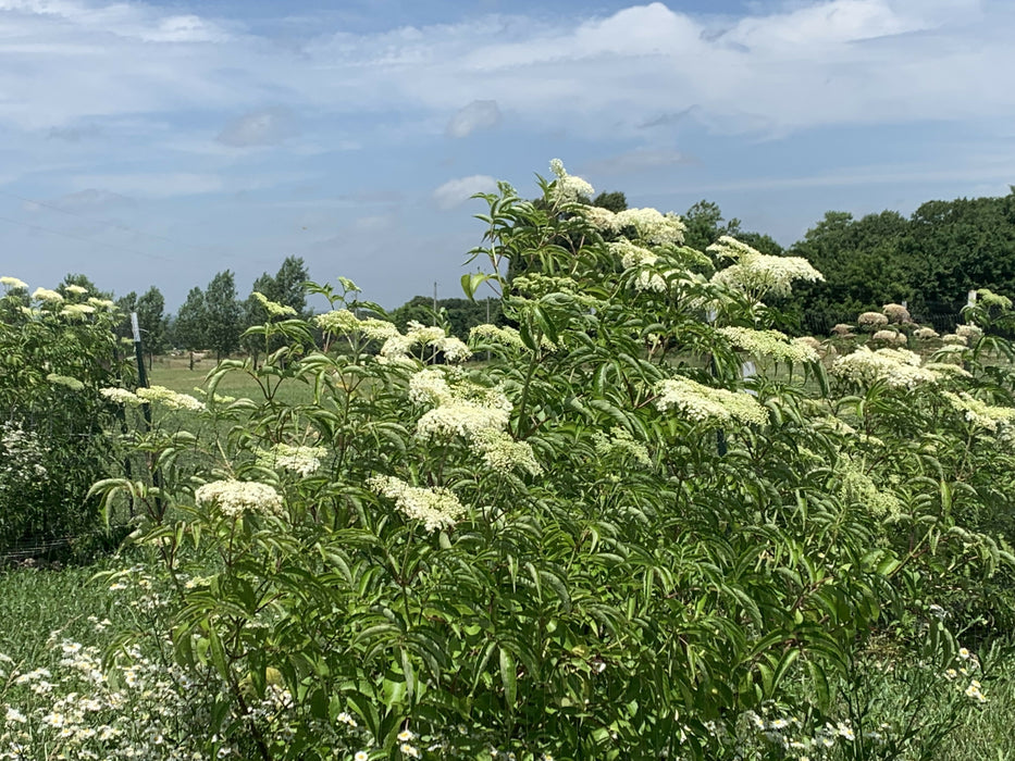 Elderberries