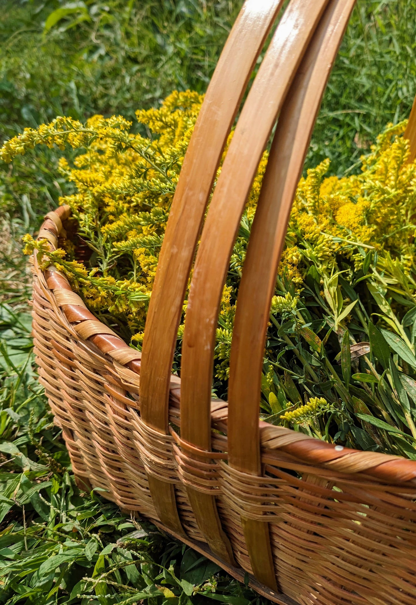 Goldenrod - Certified Naturally Grown