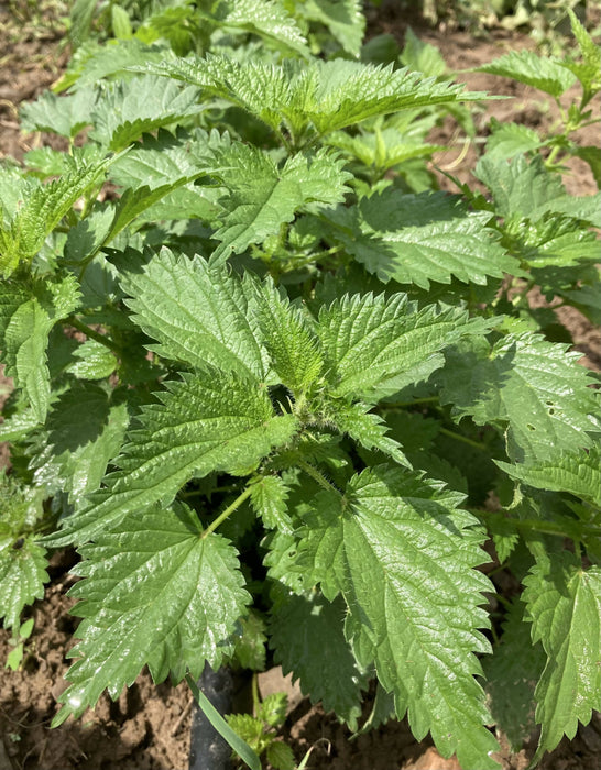 Nettle Certified OG