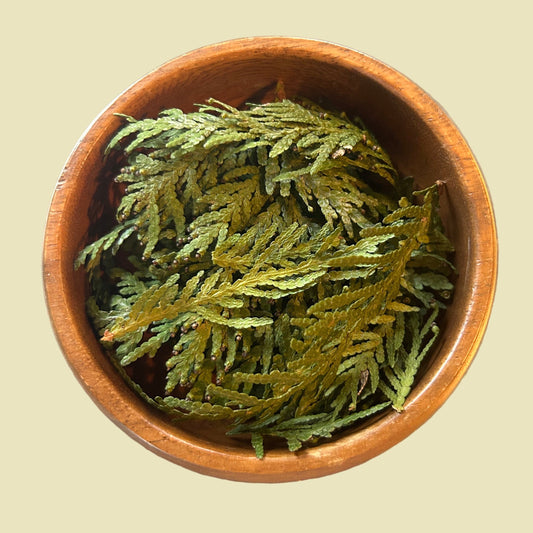 White Cedar