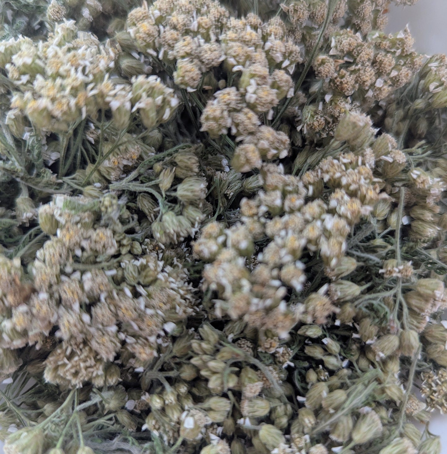 Yarrow flowers