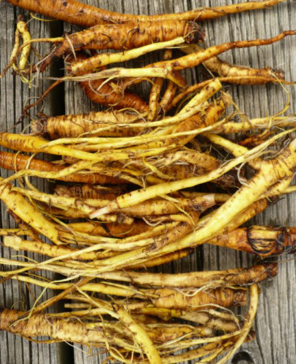 Yellow Dock Root - Certified OG