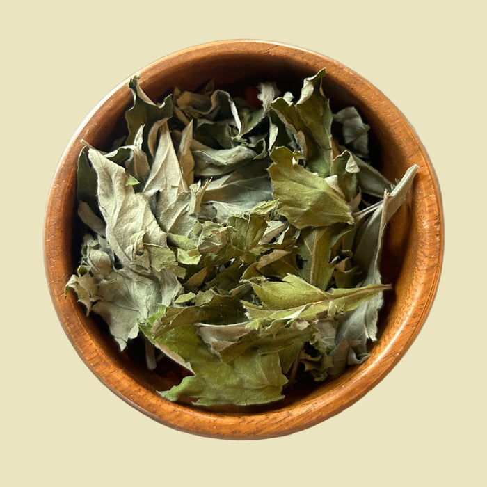 Mugwort (Yomogi)