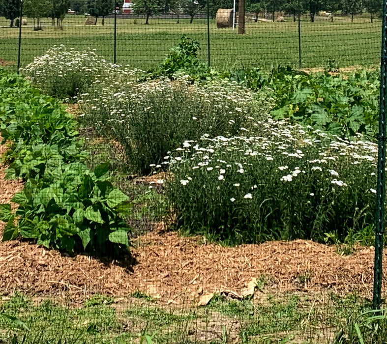 GardenGrow