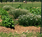 GardenGrow