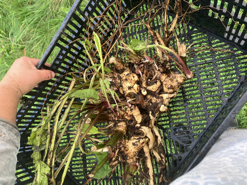 Elecampane Root, Fresh, Certified OG