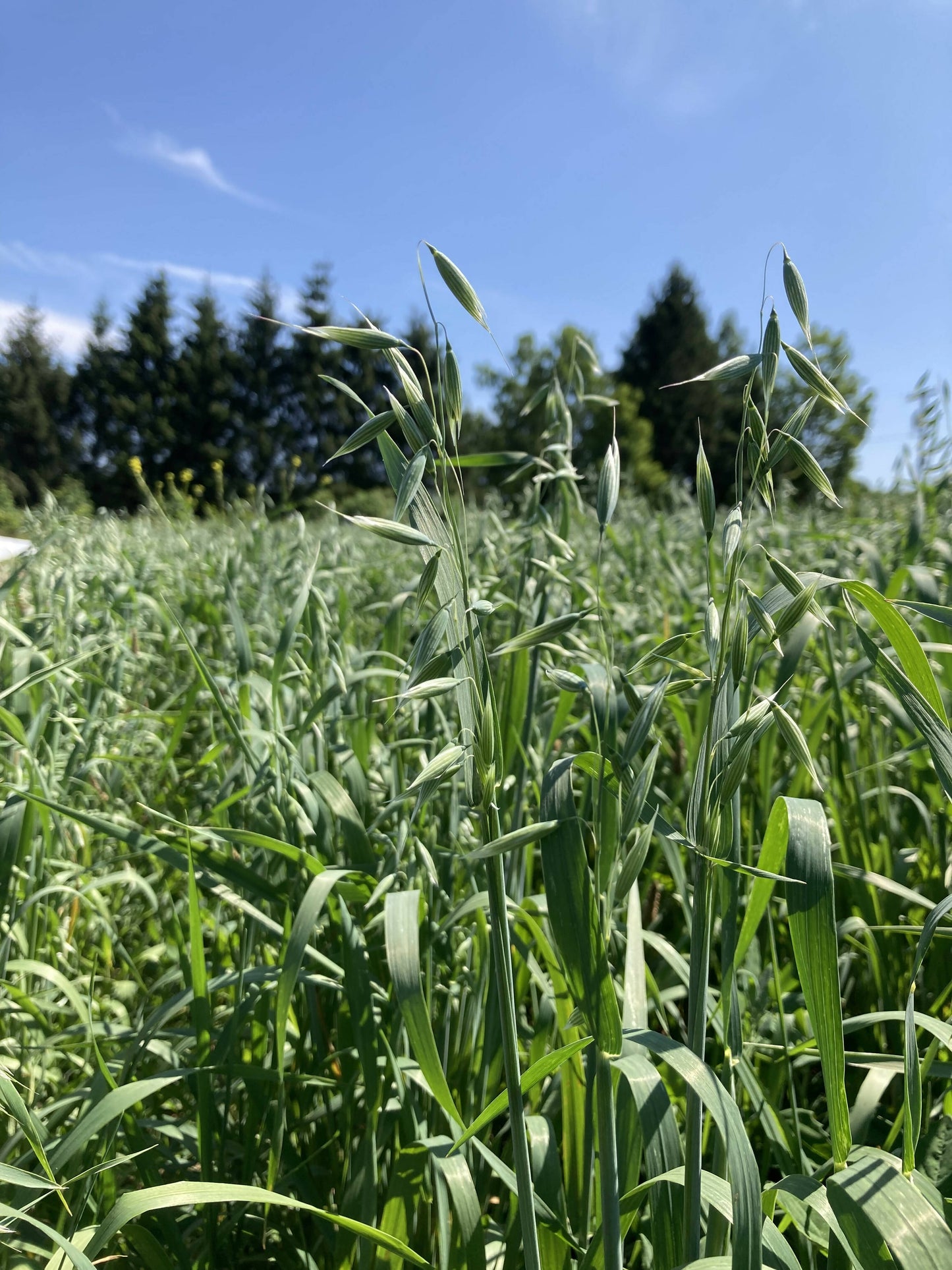 Milky Oat Tops Certified OG