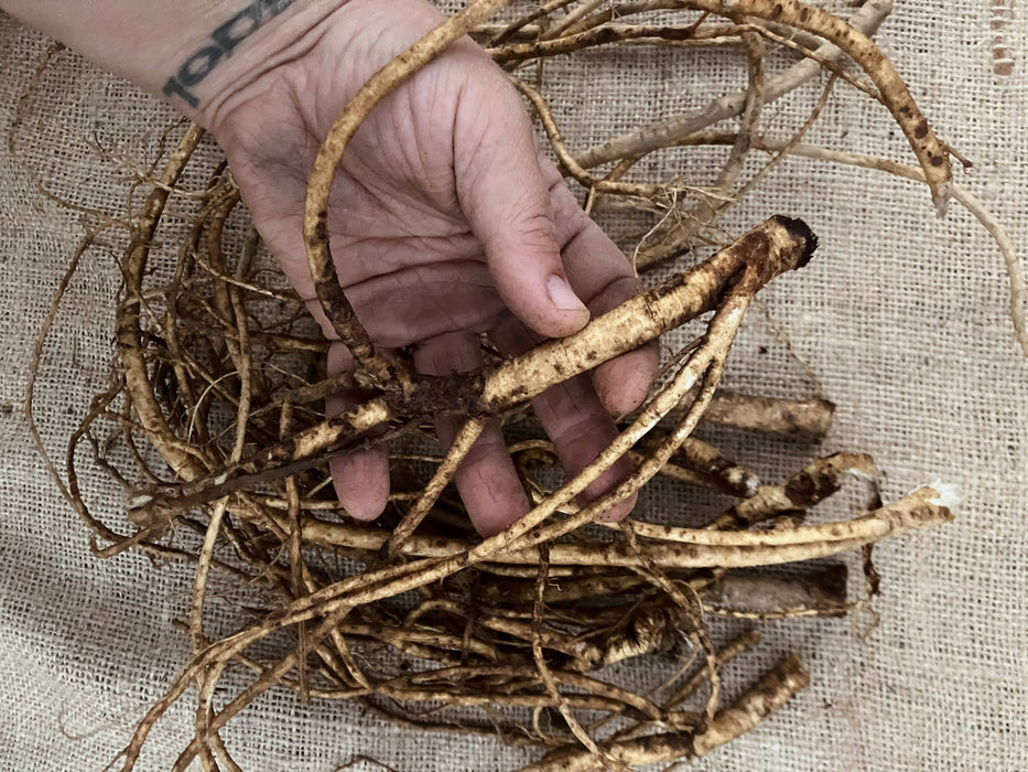 Astragalus Root, Fresh, Certified OG