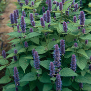 Anise Hyssop growing in field