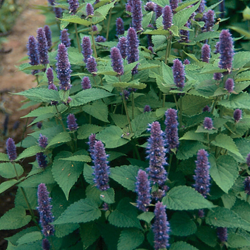 Anise Hyssop growing in field