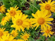 Arnica flowers