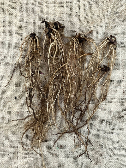 Echinacea Root, Fresh, Certified OG