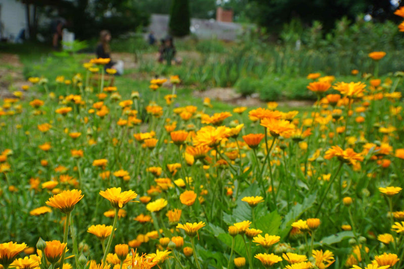 Calendula OG - live plant