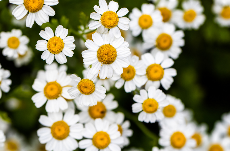 Feverfew OG - live plant