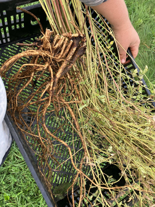 Astragalus Root, Fresh, Certified OG