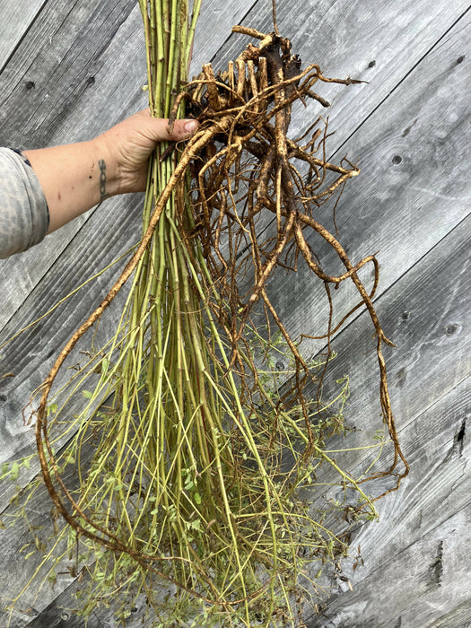 Astragalus Root, Fresh, Certified OG
