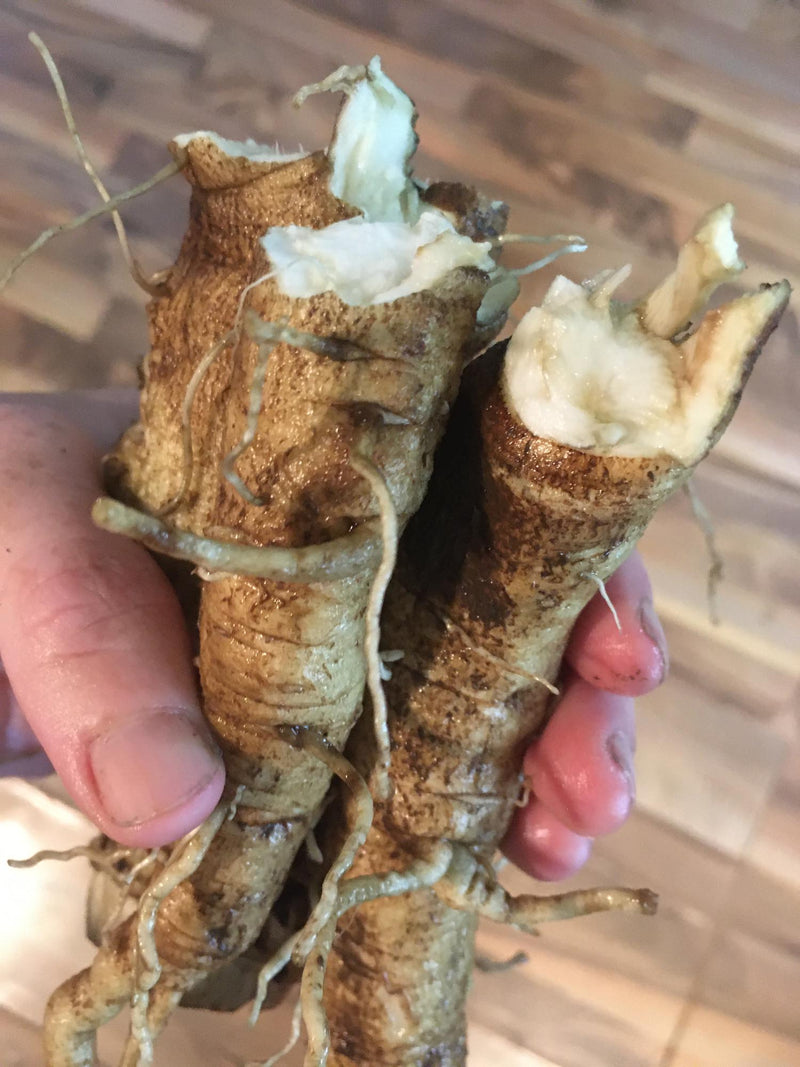 Burdock Root - Certified OG