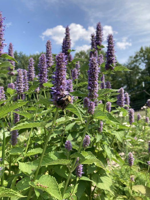 Anise Hyssop Certified OG