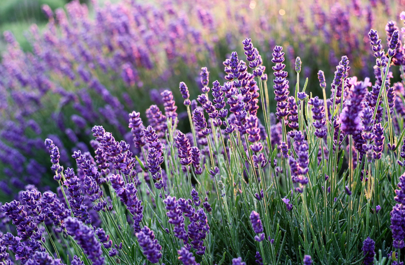 Lavender OG - live plant