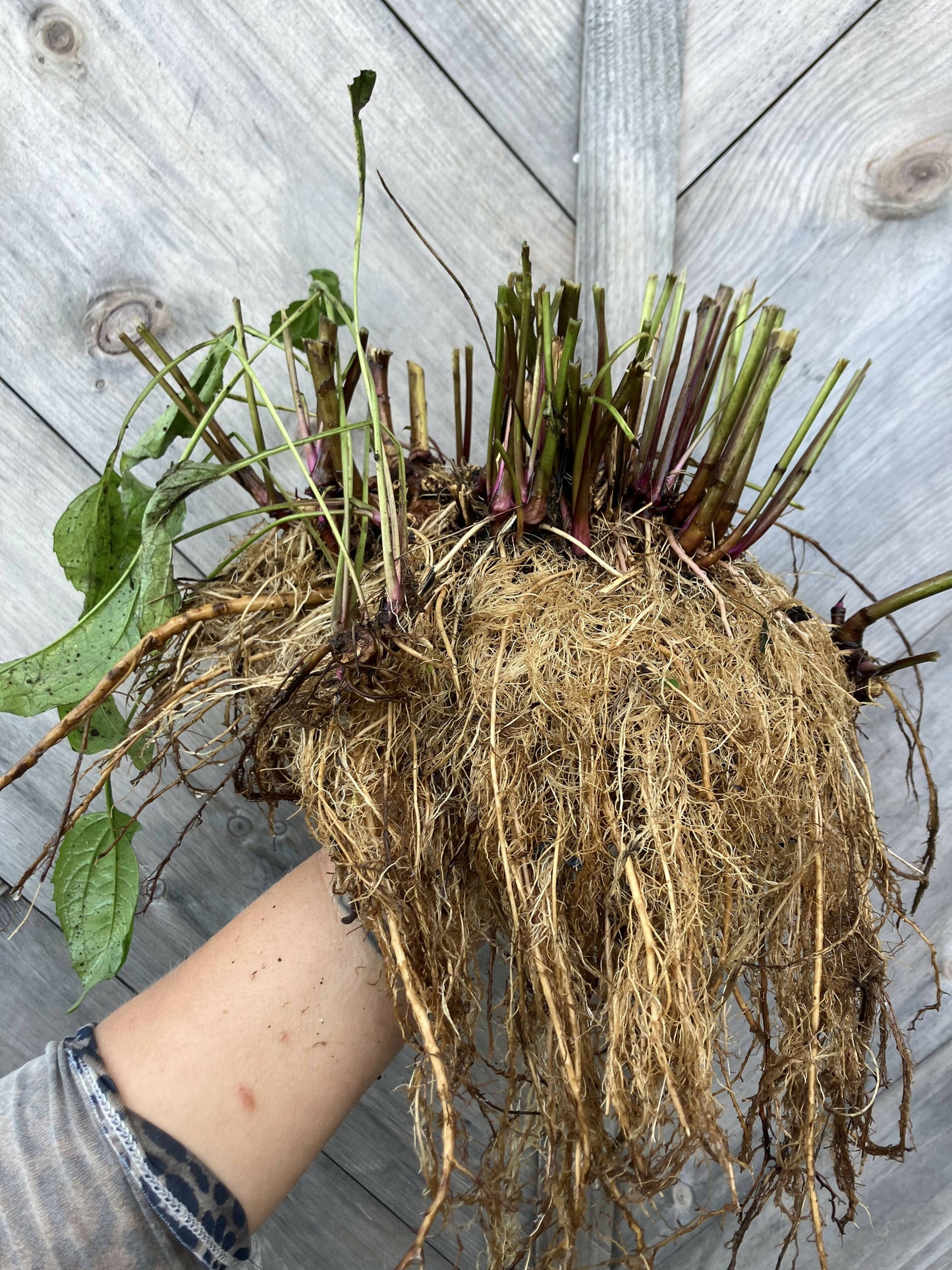 Echinacea Root, Certified OG