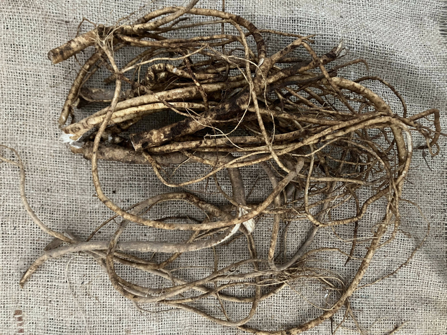Astragalus Root, Certified OG
