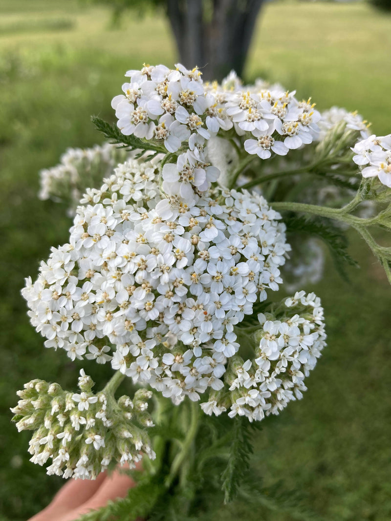 Yarrow Certified OG