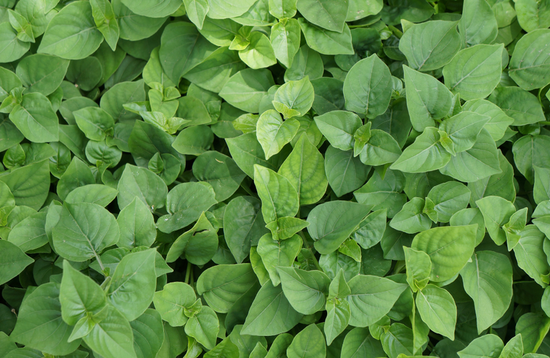 Oregano OG - live plant
