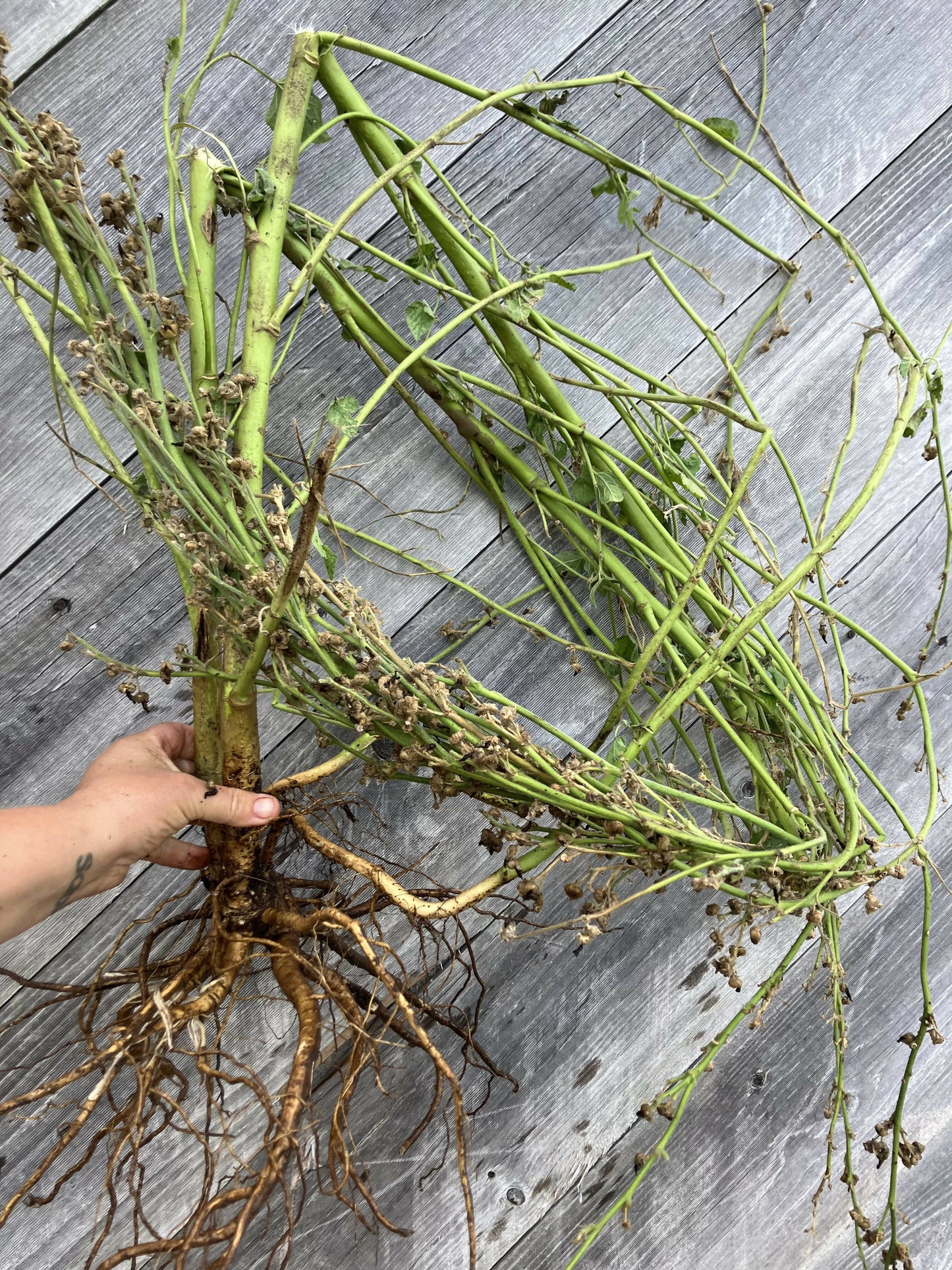 Marshmallow Root, Certified OG
