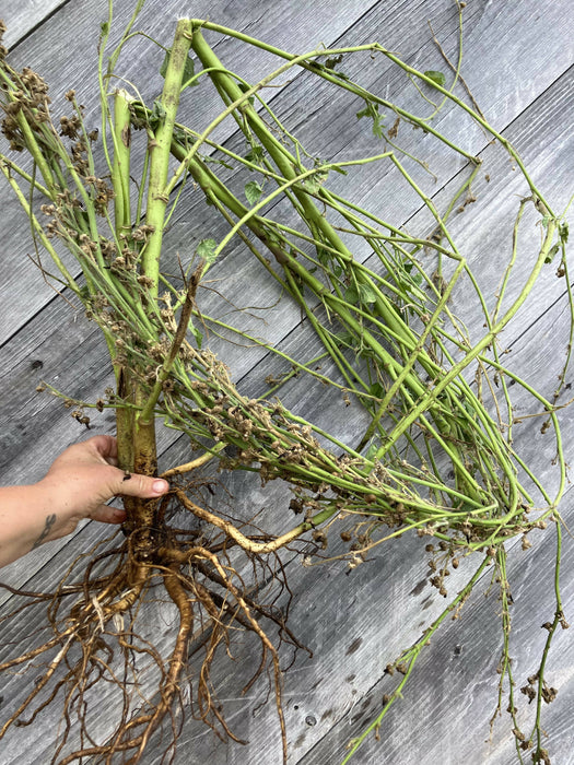 Marshmallow Root, Fresh, Certified OG