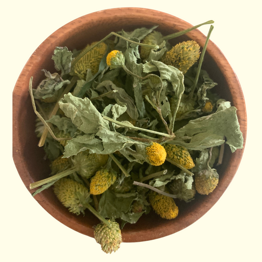 Spilanthes