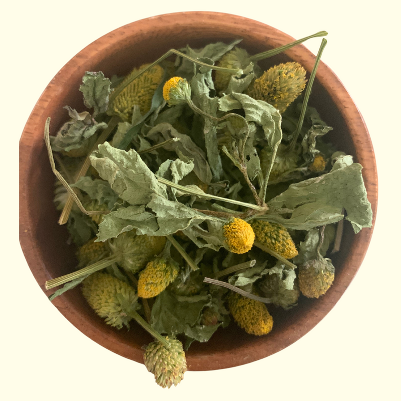 Spilanthes