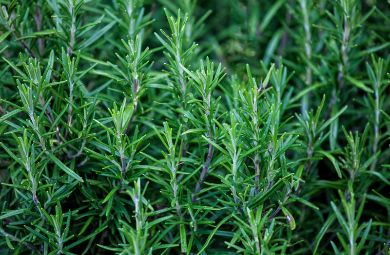 Rosemary OG - live plant