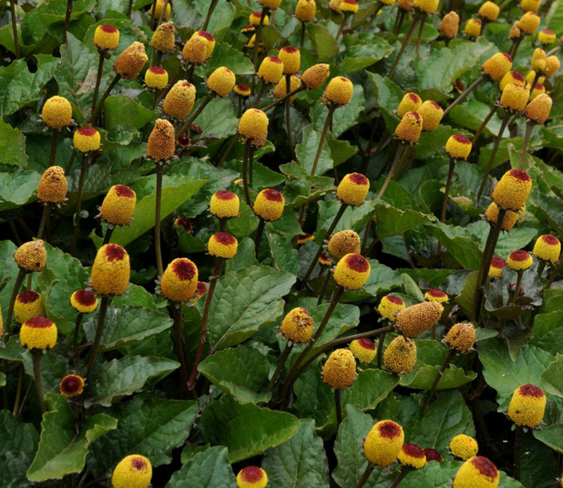 Spilanthes OG - live plant