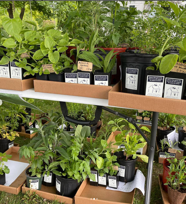 Herbs – Tarragon OG - live plant