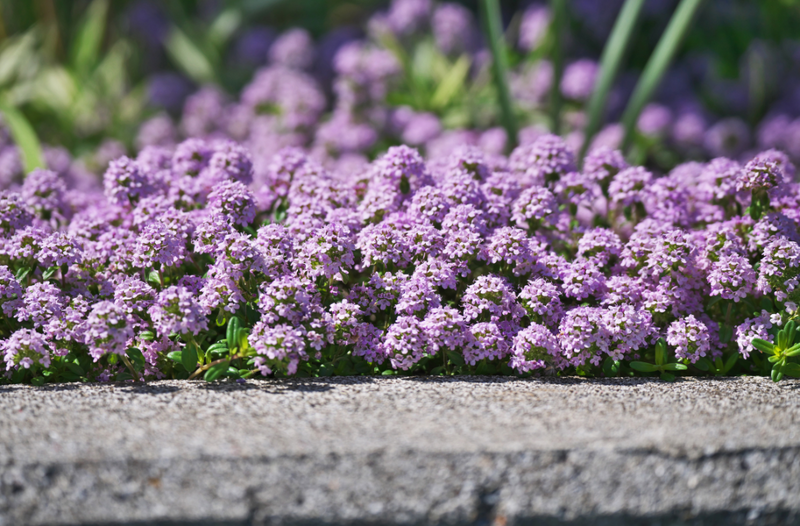 Thyme (Creeping) OG - live plant
