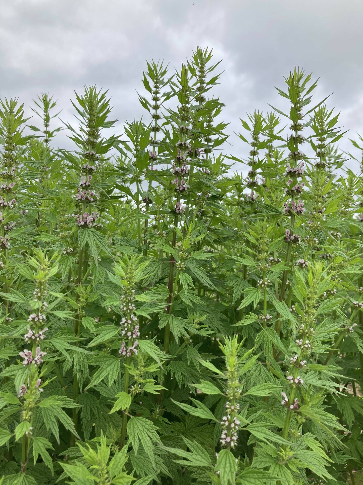 Motherwort Certified OG