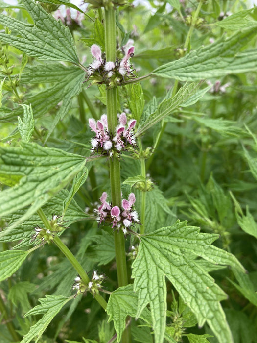 Motherwort Certified OG