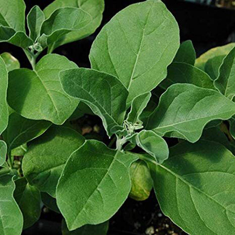 Ashwagandha OG - live plants
