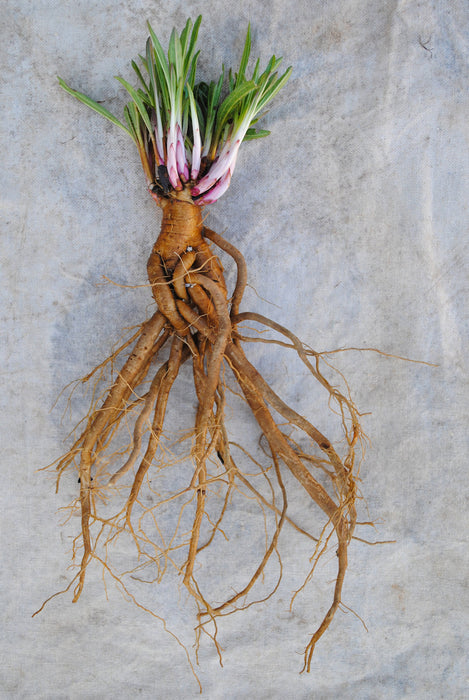 Echinacea Root - Certified OG