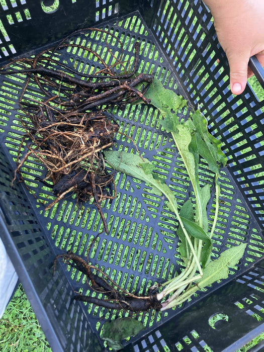 Comfrey Root, Fresh, Certified OG