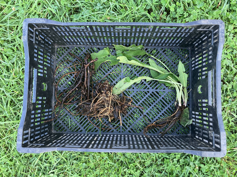 Comfrey Root, Fresh, Certified OG