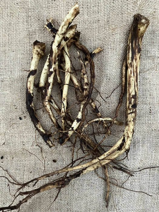 Elecampane Root, Fresh, Certified OG