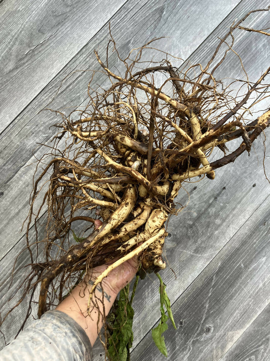 Elecampane Root, Certified OG