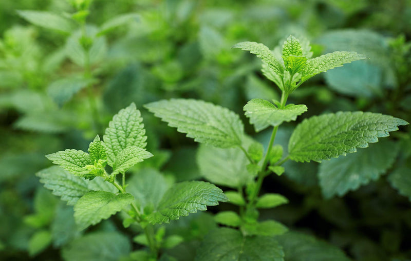 Lemon Balm OG - live plant