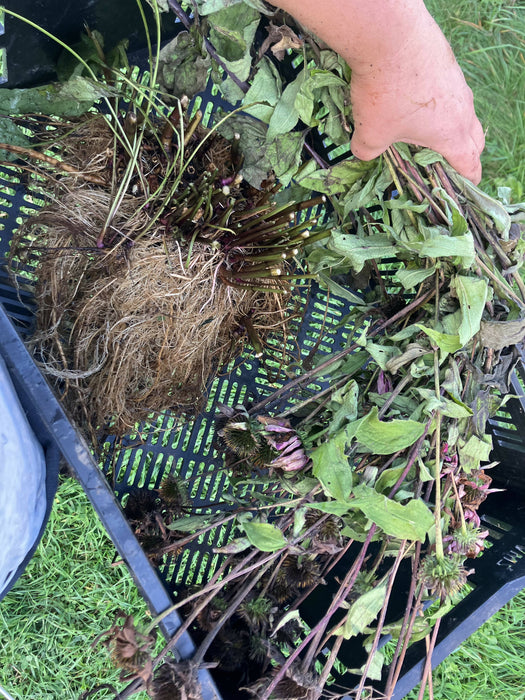 Echinacea Root, Fresh, Certified OG
