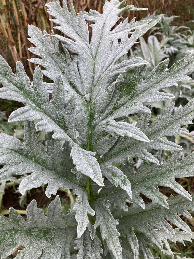 Artichoke Leaf Certified OG