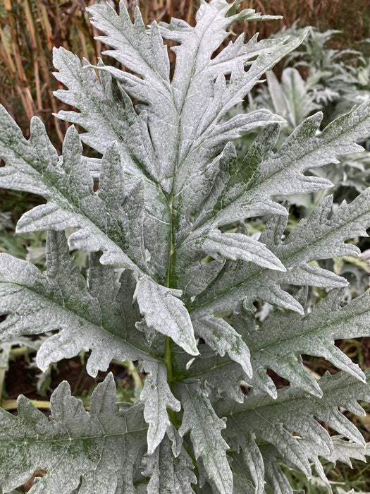 Artichoke Leaf Certified OG