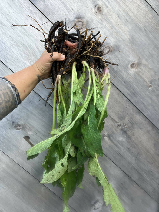 Comfrey Root, Fresh, Certified OG